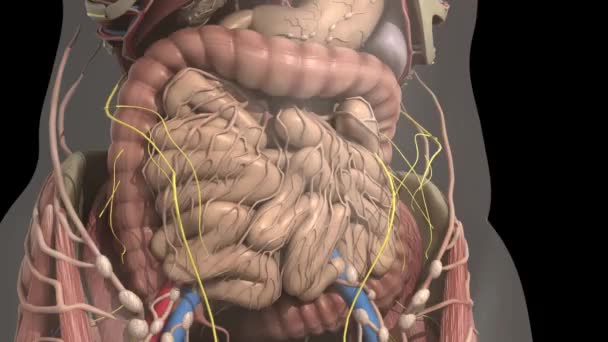 Anatomía humana. Tripas dentro del abdomen — Vídeos de Stock