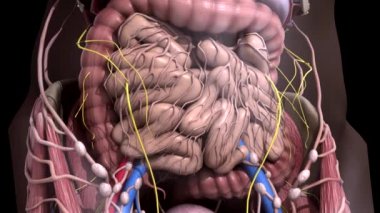 İnsan anatomisi. Karın içinde hareket cesaret