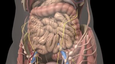 İnsan anatomisi. Karın içinde hareket cesaret