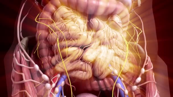 Anatomia humana. Tripas dentro do abdómen — Vídeo de Stock