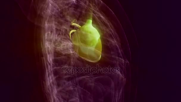 Human anatomy. Heart on a dark background loop — Stock Video