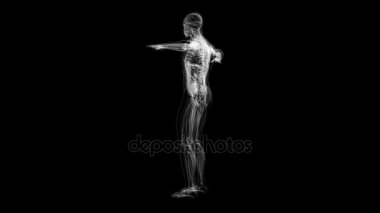 İnsan anatomisi. Bir insan anatomik model siyah arka plan üzerine kendi ekseni etrafında döndürülür. Döngü animasyon