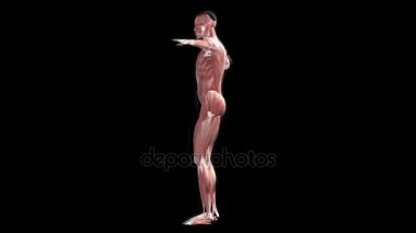 İnsan anatomisi. Bir insan muskles anatomik model siyah arka plan üzerine kendi ekseni etrafında döndürülür. Döngü animasyon