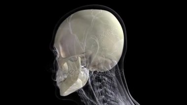 İnsan anatomisi. Bir insan kafatası anatomik model siyah arka plan üzerine kendi ekseni etrafında döndürülür. Döngü animasyon