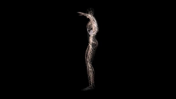 人体解剖学。人体的淋巴系统解剖模型旋转绕其轴线在黑色背景上。循环动画 — 图库视频影像