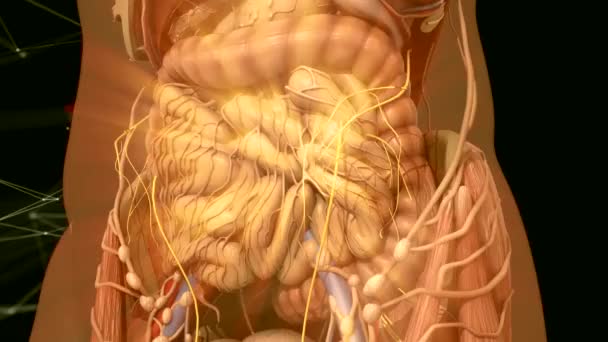 人体解剖学。腹部运动内脏 — 图库视频影像