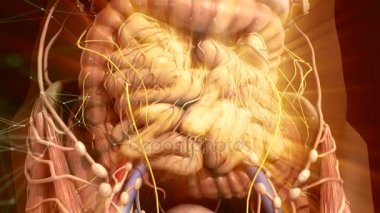 İnsan anatomisi. Karın içine cesaret