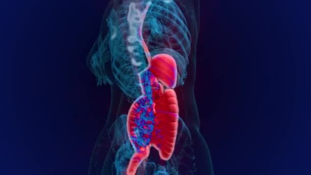 Anatomía humana. Sistema digestivo — Vídeo de stock