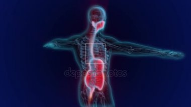 İnsan anatomisi. Degestive sistemi