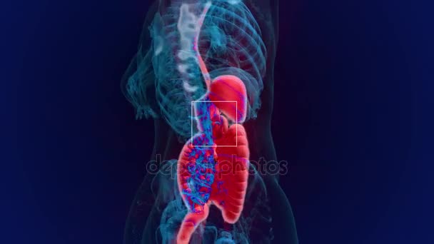 Anatomia człowieka. Degestive systemu — Wideo stockowe