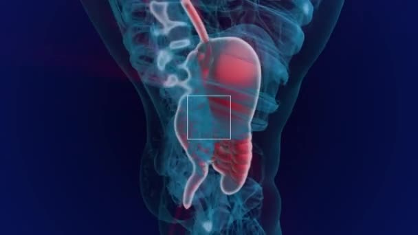 Anatomía humana. Sistema digestivo — Vídeos de Stock