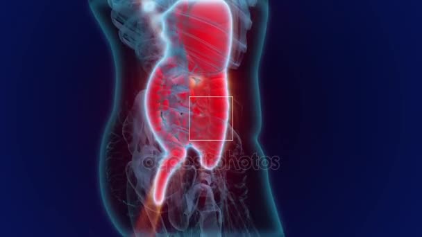 Anatomía humana. Sistema digestivo — Vídeos de Stock