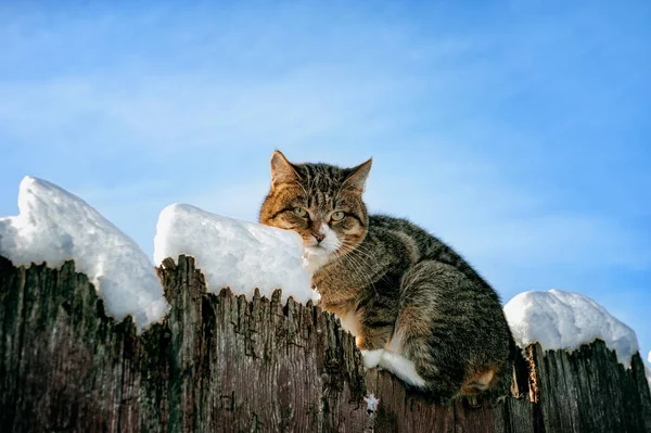 cat on a snowy fence with yellow eyes sitting on sky background