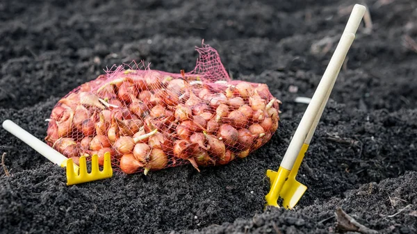 small onions for planting lies in the grid on the prepared soft soil next to the gardening tools, shovels and rakes horizontal frame