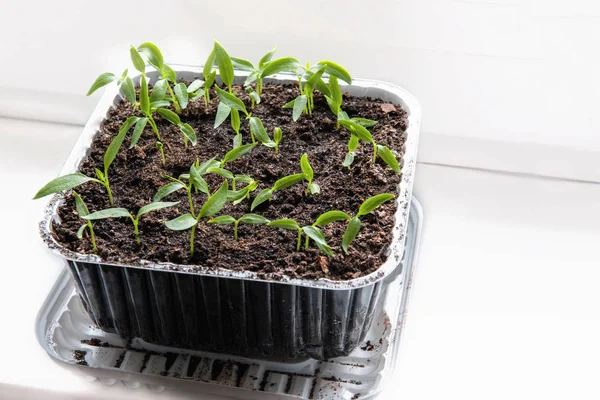 Seedlings of eggplant, tomatoes and peppers growing in a transparent container on the window of earthen soil in a Sunny day
