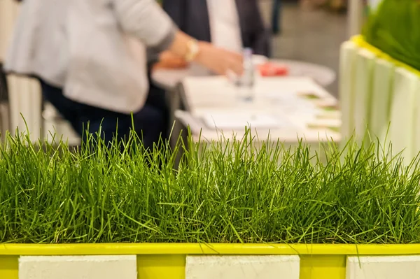 Business man holding a plant at the office. The concept of fresh air, ecology and occupational safety in the workplace.