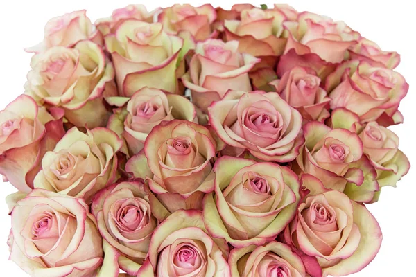 hell rosa Rosen Hintergrund — Stockfoto © popovich-vl #41192265