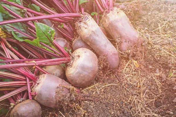 The harvest of beets lies in the garden of the city. Agriculture, natural eco-friendly products.
