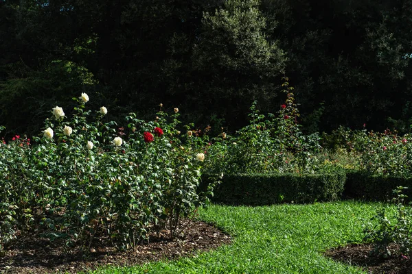 Roses in the garden landscape. Rose bushes grow on the lawn, decorating the garden