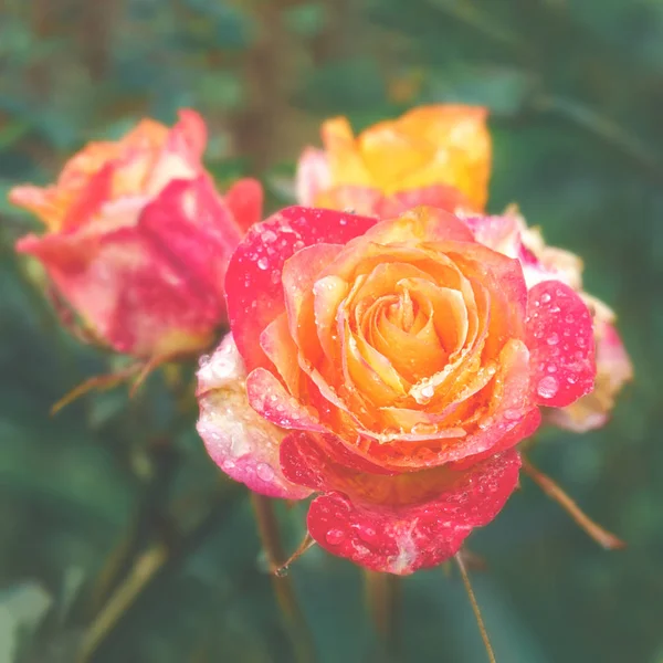 A beautiful two-tone rose grows in the garden. Close up. The name of the variety, the Empress Farah.