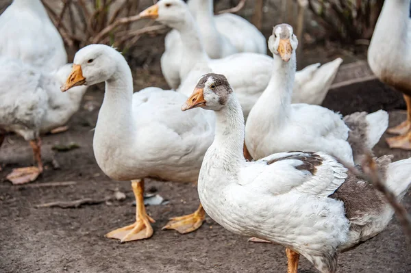A free-range duck farm with a flock of birds. Domestic ducks, geese and drakes walk around the farm. Farm.
