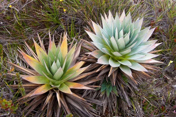 Roraima Tepui Orectanthe Sceptum - Xirydaceae endemik bitki