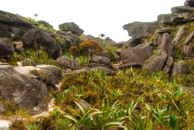 Roraima Tepui Summit, Gran Sabana, Venezuela