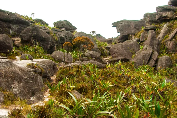 Roraima Tepui Summit, Gran Sabana, Venezuela