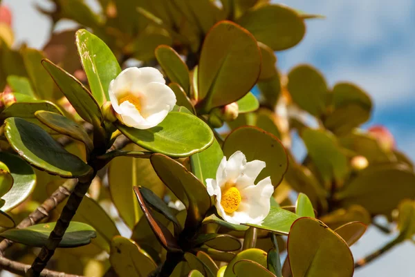 Bonetias Sessilis, La Gran Sabana, Venezuela
