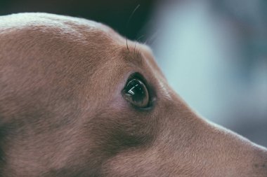 Bir İtalyan tazı köpeği gözünden yakın çekim