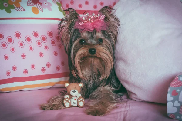 Portrait of a cute yorkshire terrier with crown — Stock Photo, Image