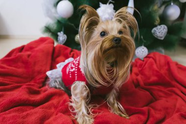 Noel ağacının önündeki şirin Yorkshire Teriyeri