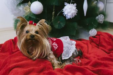 Noel ağacının önündeki şirin Yorkshire Teriyeri