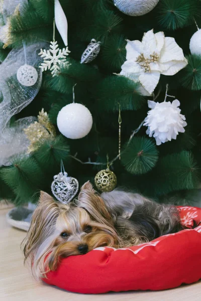 Mignon Yorkshire Terrier devant l'arbre de Noël — Photo