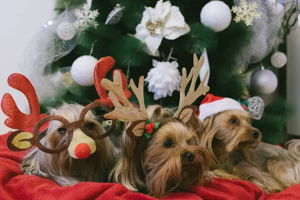 Lindo Yorkshire Terriers frente al árbol de Navidad —  Fotos de Stock