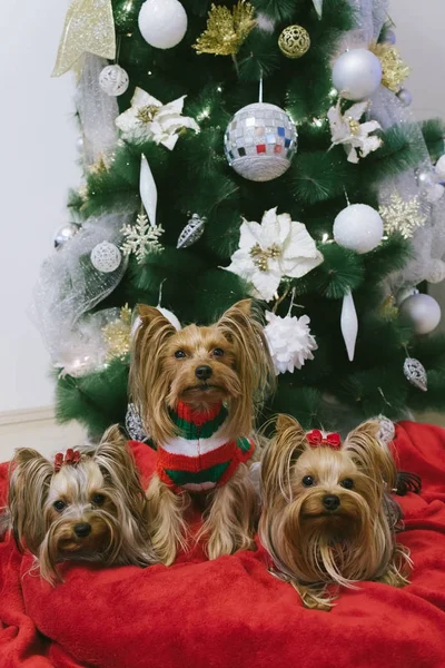 Terriers Yorkshire bonito na frente da árvore de Natal — Fotografia de Stock