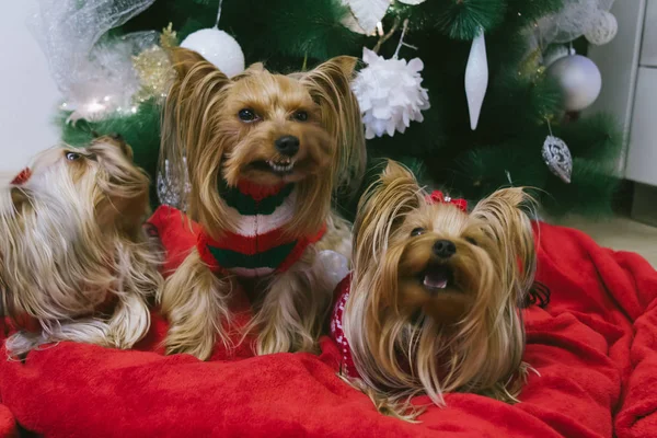 Niedliche yorkshire Terrier vor dem Weihnachtsbaum — Stockfoto