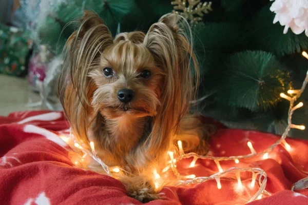 Cute Yorkshire Terrier in front of Christmas tree — Stock Photo, Image
