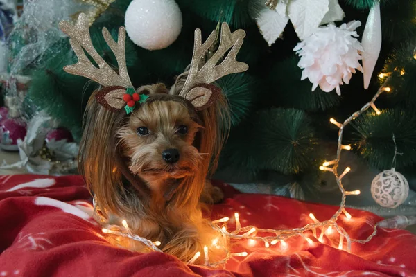 Cute Yorkshire Terrier przed choinką — Zdjęcie stockowe