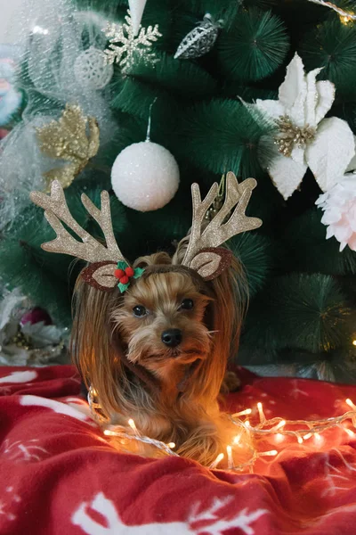 Terrier bonito Yorkshire na frente da árvore de Natal — Fotografia de Stock
