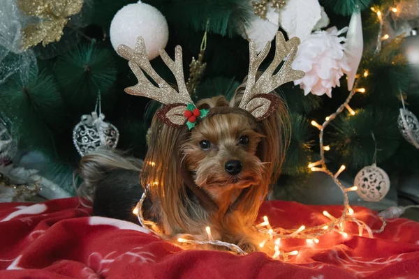 Cute Yorkshire Terrier przed choinką — Zdjęcie stockowe