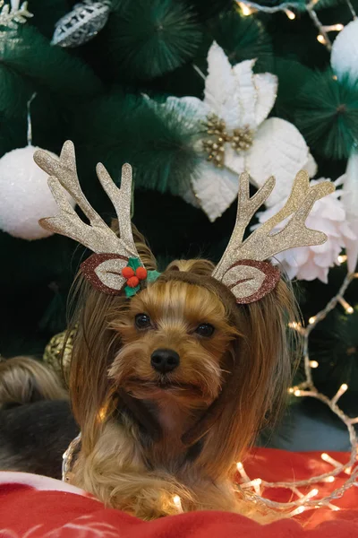 Cute Yorkshire Terrier in front of Christmas tree — Stock Photo, Image