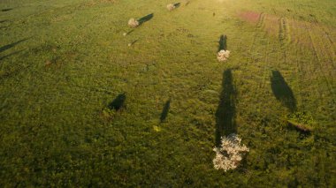 Görüş alanı yukarıdan bir muhteşem yalnız ağaçta.