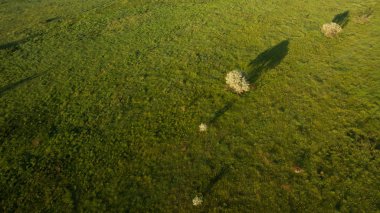 Görüş alanı yukarıdan bir muhteşem yalnız ağaçta.