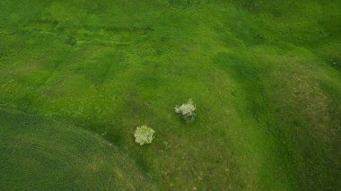 Görüş alanı yukarıdan bir muhteşem yalnız ağaçta.