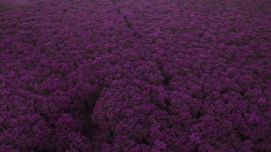 Muhteşem bir kırmızı orman üst bir görünümdür. Kitap kapağı için iyi bir fikir.
