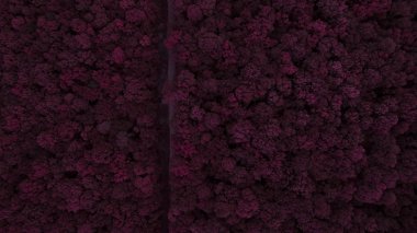 Muhteşem bir kırmızı orman üst bir görünümdür. Kitap kapağı için iyi bir fikir.