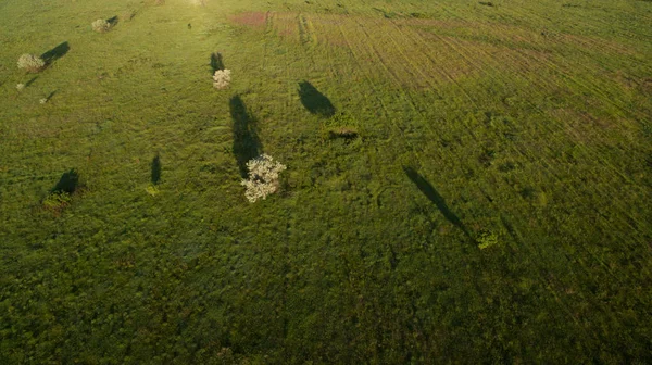 A fabulous lonely tree in a field view from above. — Stock Photo, Image