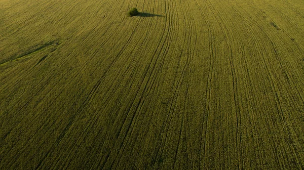 Herbe verte vue du dessus — Photo