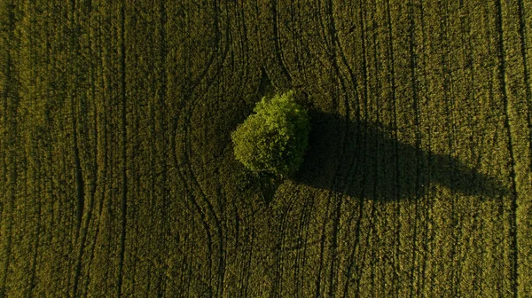 Tree in the field view from above — Stock Photo, Image